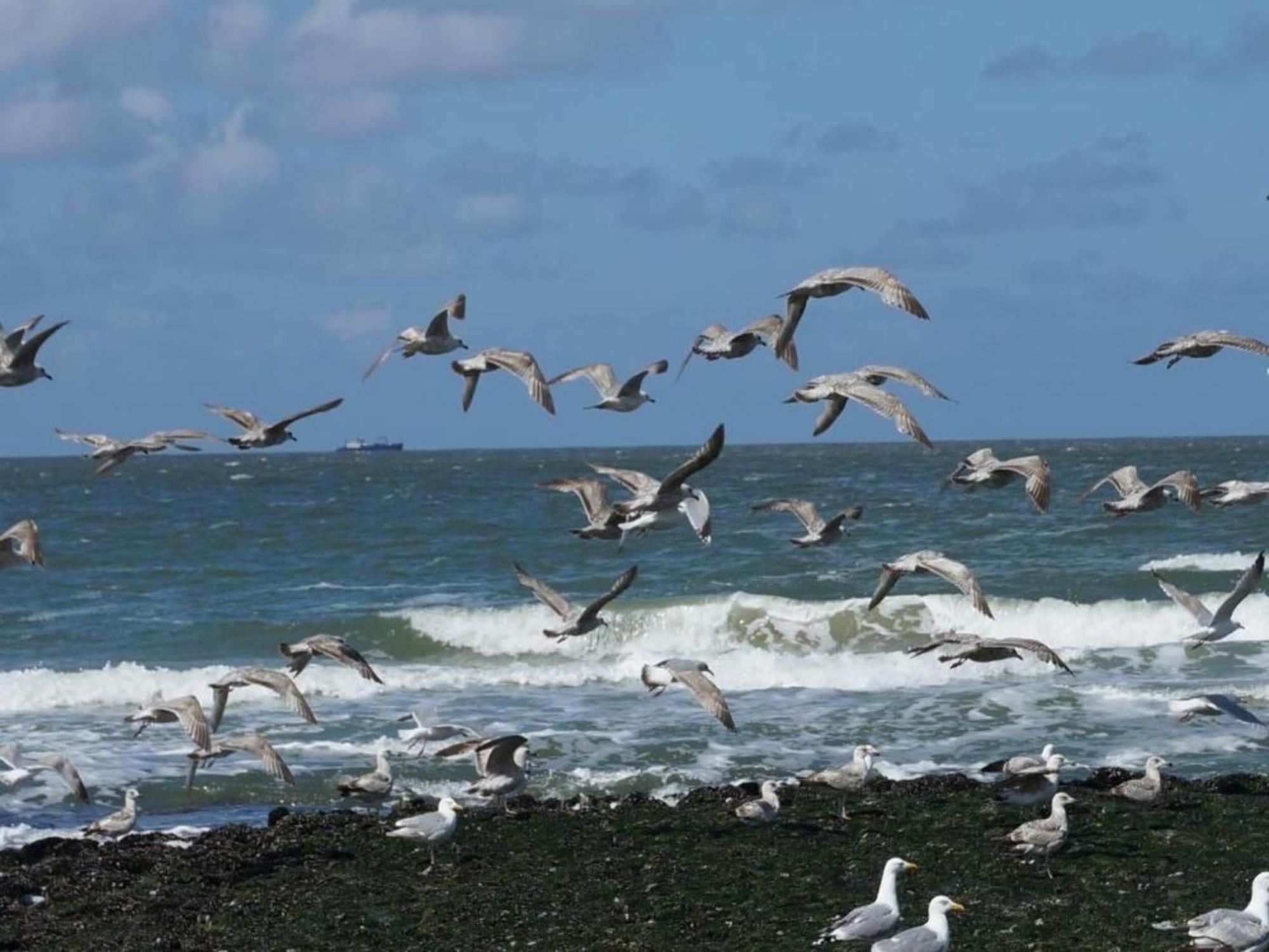 Vakantiehuis Hazenborgh In Near The Sea Callantsoog